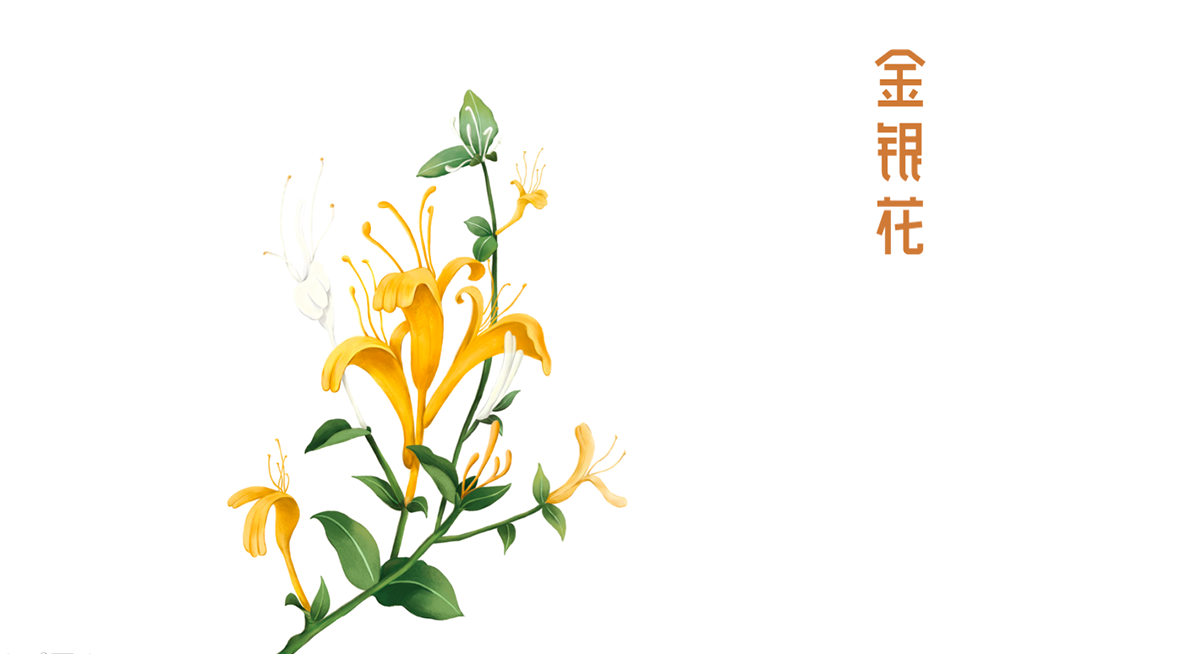 寶瓶堂傳統滋補行業品牌戰略升級－左右格局